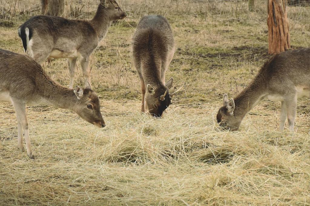 a group of deer eating hay in a field at Bistrampolis Manor in Kučiai