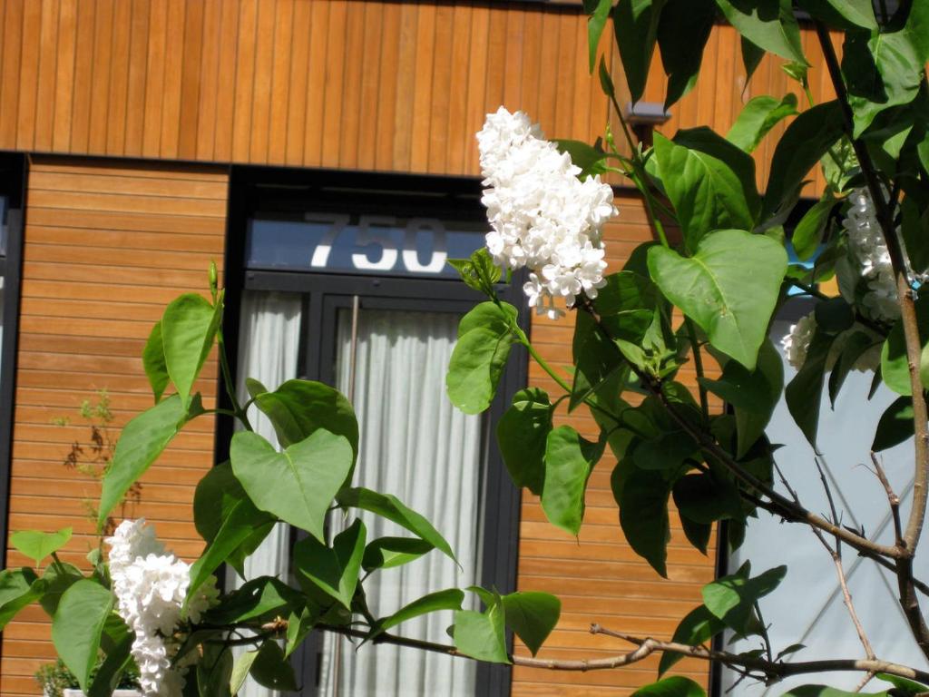 uma árvore com flores brancas em frente a um edifício em Studio-apartment in city-center em Amsterdã