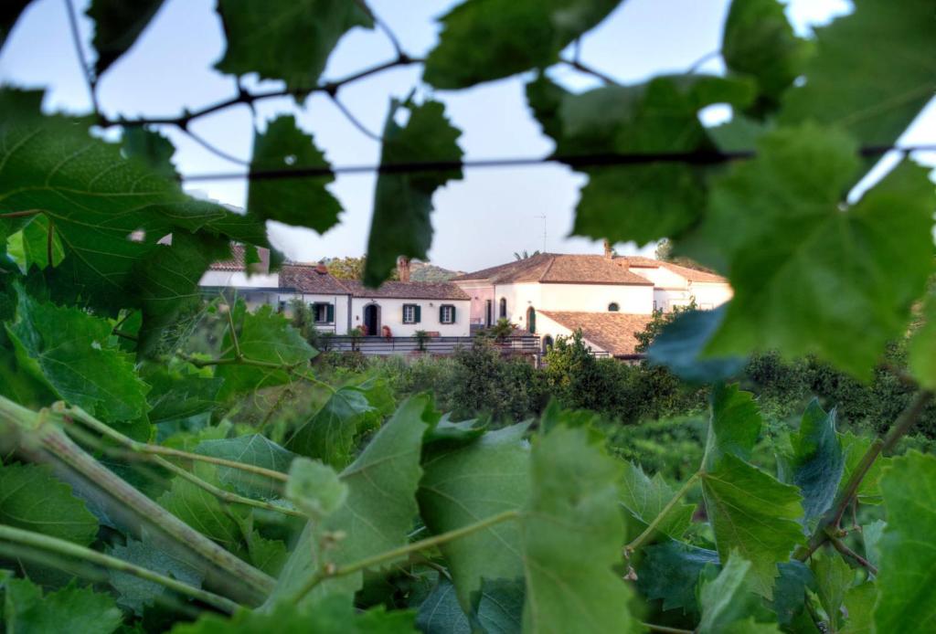 ein Haus, das durch die Blätter eines Weinbergs gesehen wird in der Unterkunft Casa Vacanze Etna in Piedimonte Etneo