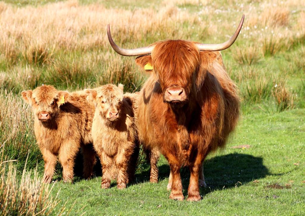 a cow and two calves standing in a field at Drumbuie Farm B&B in Drumnadrochit