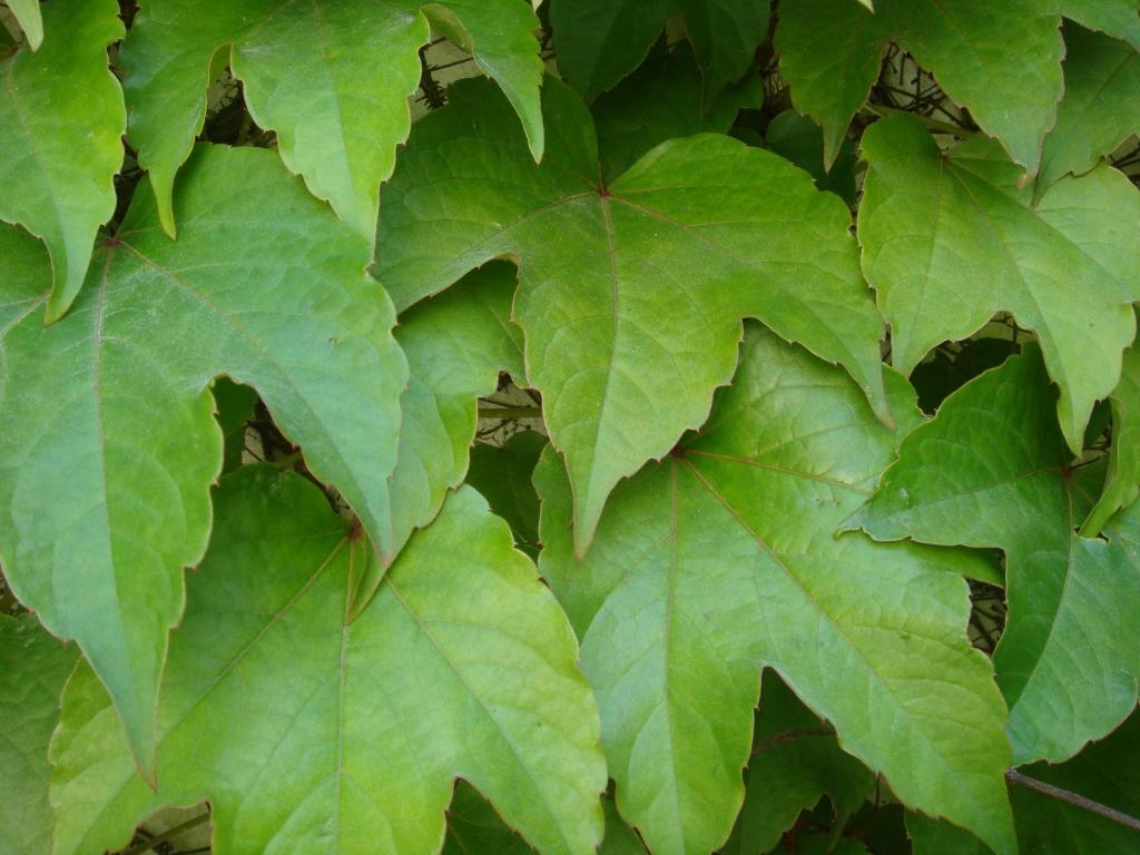 Travelers by Rio NaturAL - 10