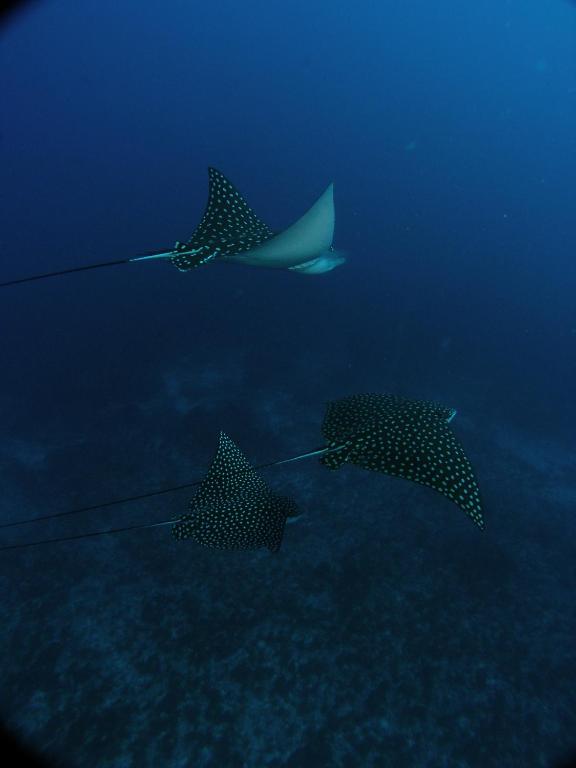  Nova Pousada Golfinho