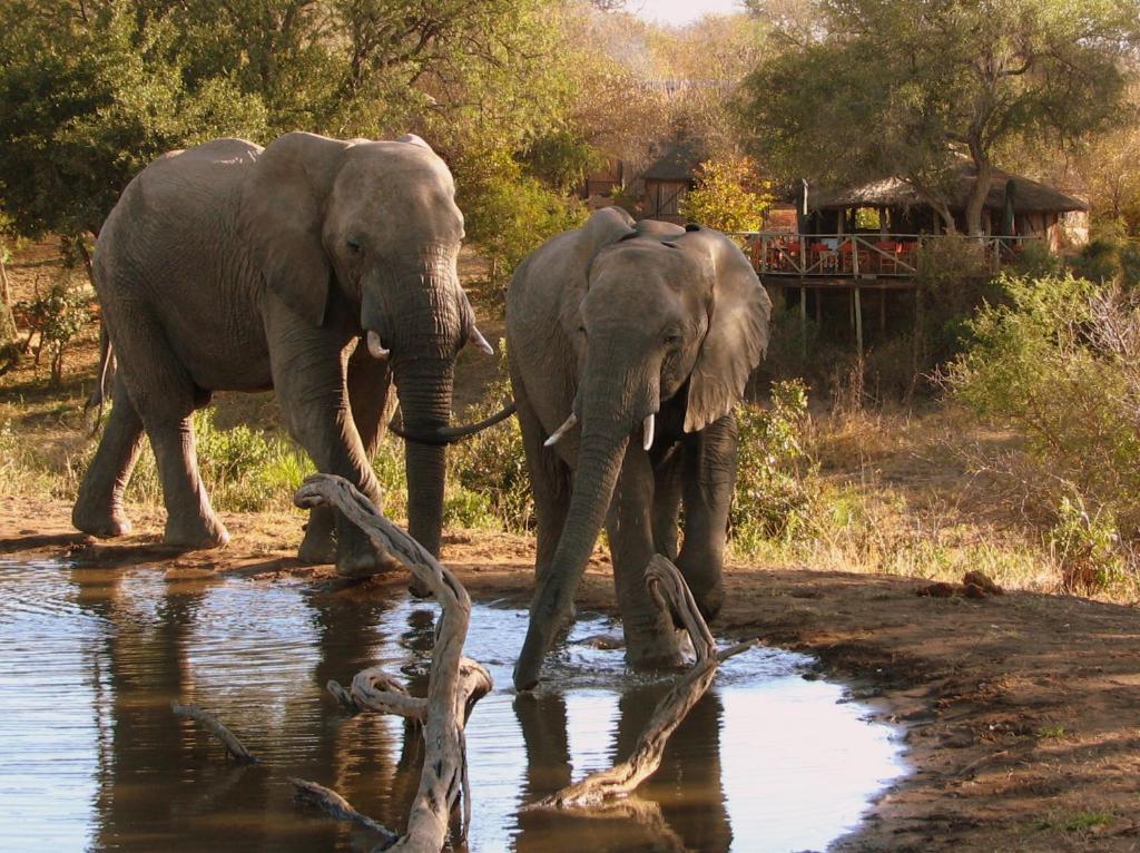 zwei Elefanten stehen neben einem Wasserkörper in der Unterkunft Umlani Bushcamp in Timbavati Game Reserve
