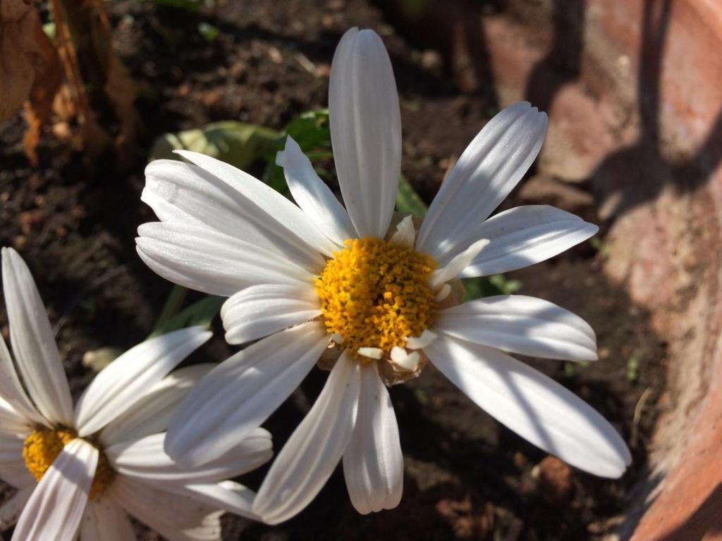 Fotografie z fotogalerie ubytování fiori e massi v destinaci Ostuni