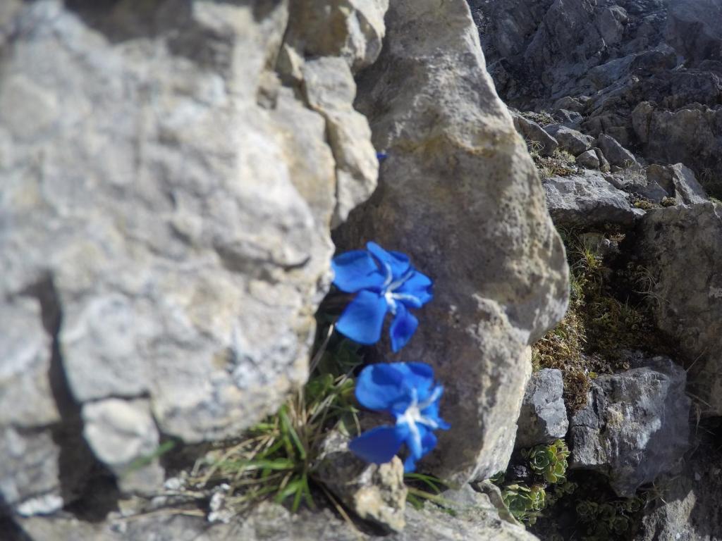 Fotografie z fotogalerie ubytování Pension Rosenhügel v Neustift im Stubaital