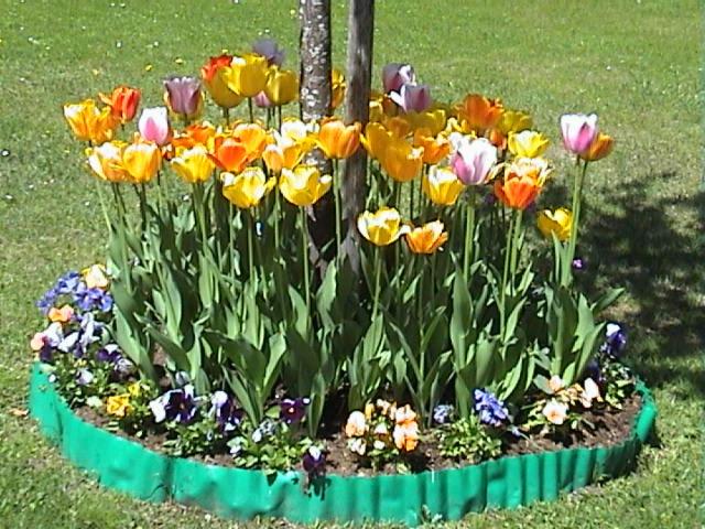 a bunch of colorful flowers in a garden at Haus Waldfriede in Pertisau