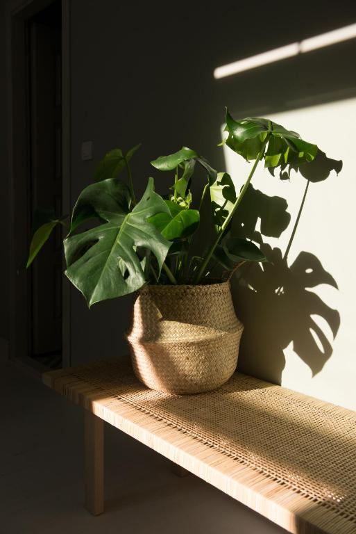 a potted plant sitting on a wooden table at Smokvica Dorćol B&B in Belgrade