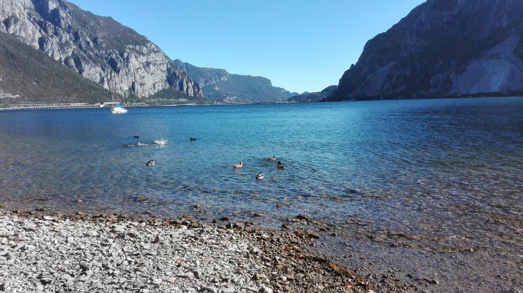 un grupo de patos nadando en un lago de montaña en le case di Giulia, en Abbadia Lariana
