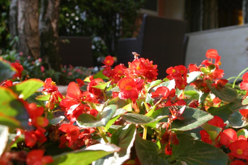 Zahrada ubytování Air Hotel