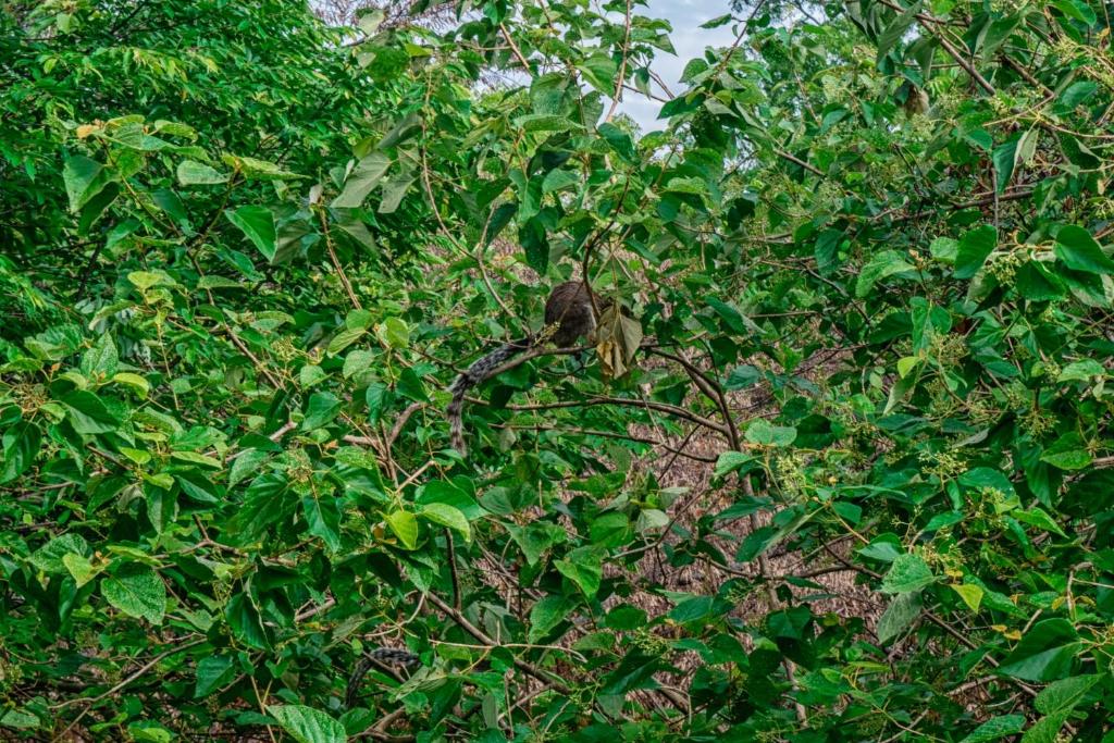 Zahrada ubytování Wildescape Polonnaruwa