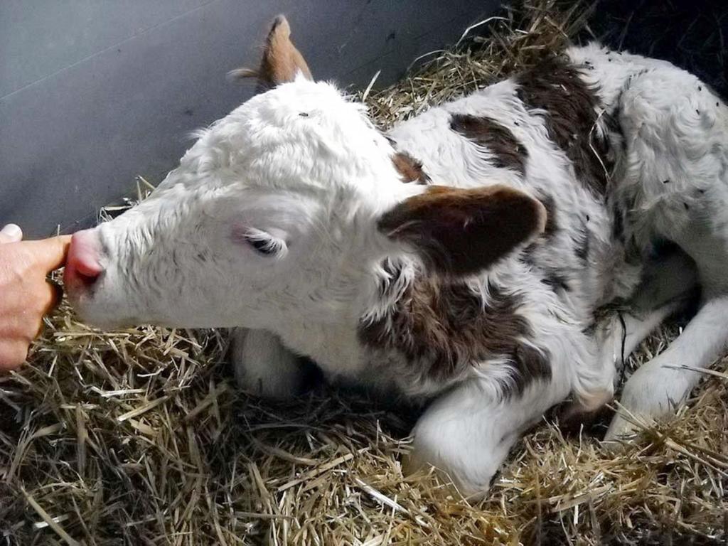 Zvířata v farmy nebo okolí