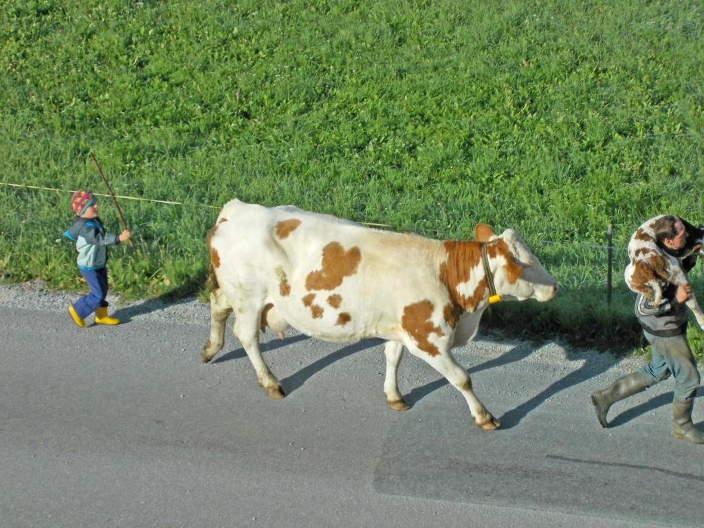 Zvířata v farmy nebo okolí