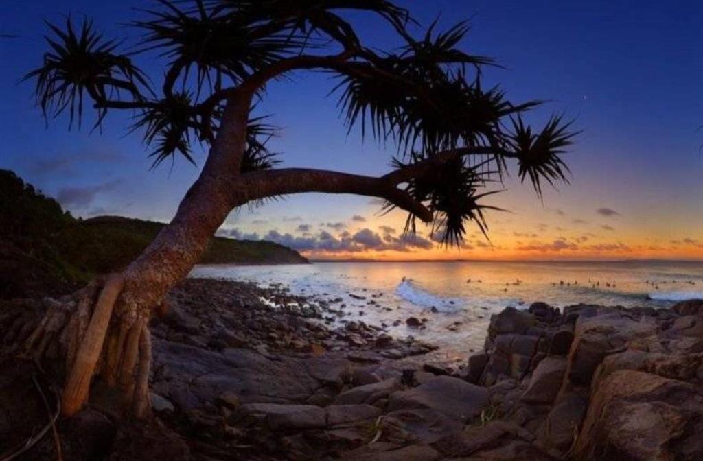 a palm tree on a rocky beach at sunset at Bayona 1 Little Cove in Noosa Heads
