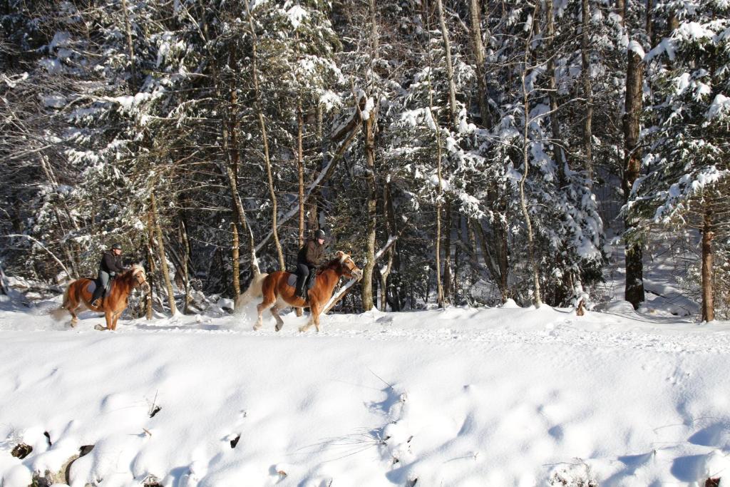 Zvieratá v hoteli alebo blízkom okolí