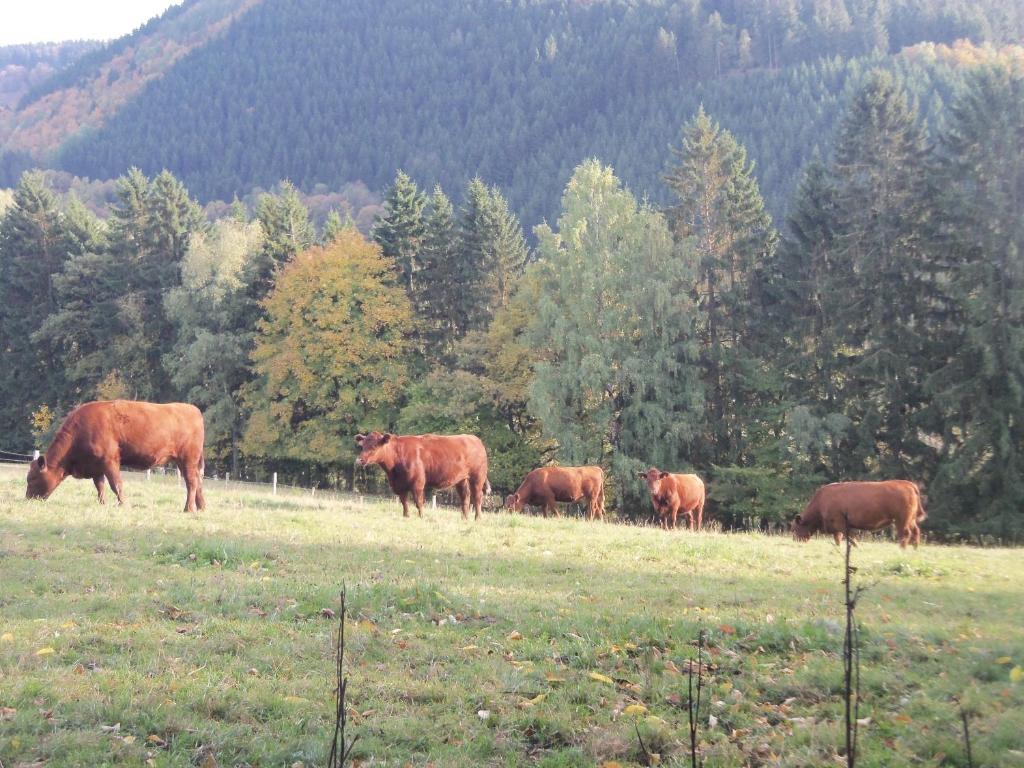 eine Herde brauner Kühe, die auf einem Feld weiden in der Unterkunft Urlaub auf dem Bauernhof in Netphen