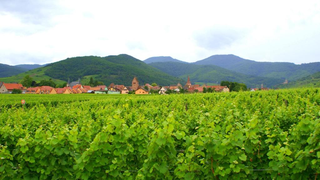 um campo verde com casas e montanhas ao fundo em Chambre d'Hotes Le Vogelgarten em Sigolsheim