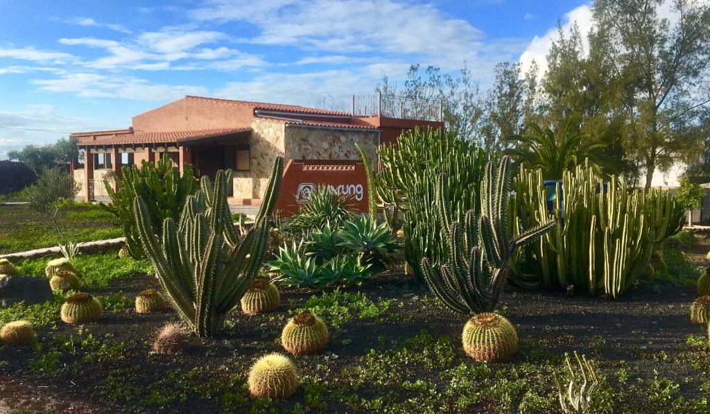 a garden of cacti in front of a house at Warung in Lajares