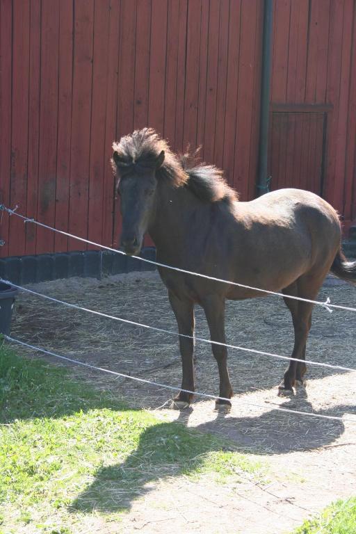 Zvířata v apartmánu nebo okolí