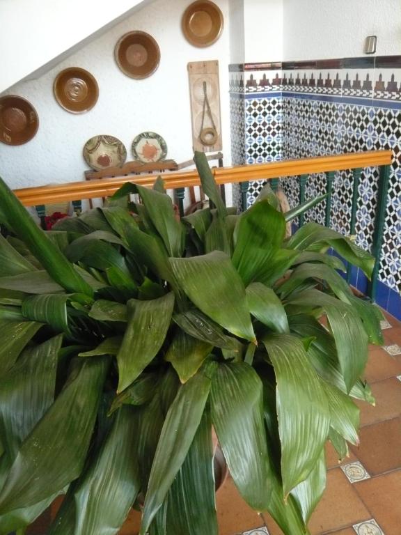 Fotografie z fotogalerie ubytování Venta Las Delicias v destinaci Villanueva del Rosario