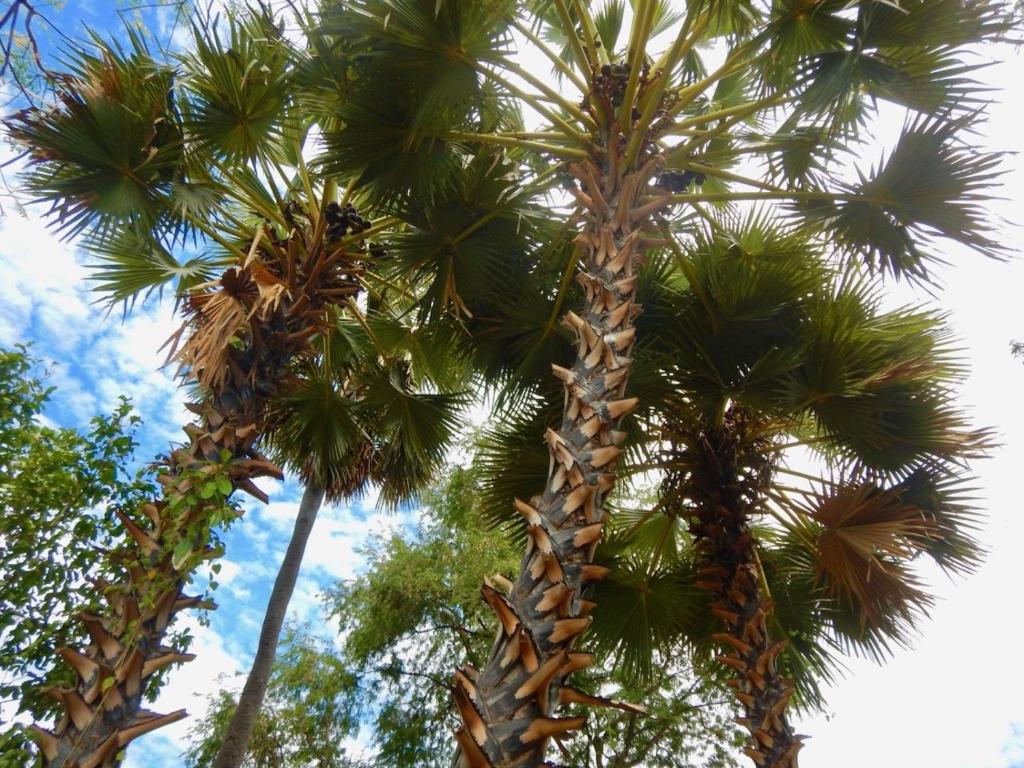 een groep palmbomen met de hemel op de achtergrond bij Pantai Paris Homestay in Maumere