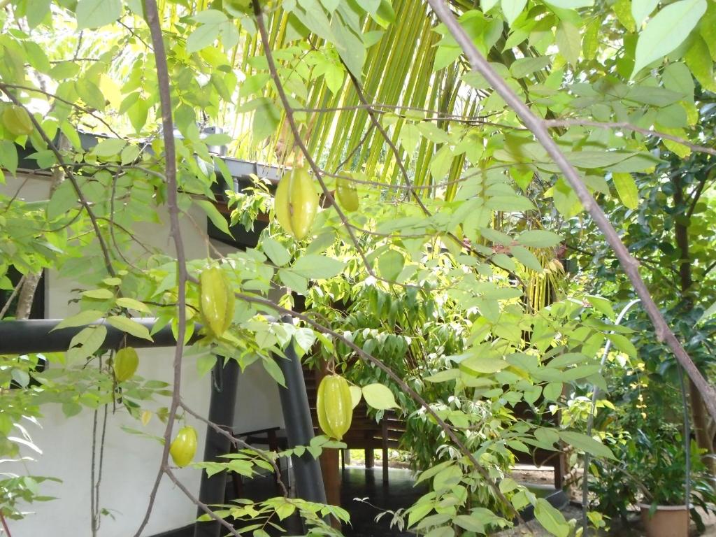 Zahrada ubytování Livinginn Polonnaruwa