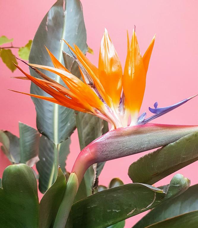 Tings Lisbon - Resim 27