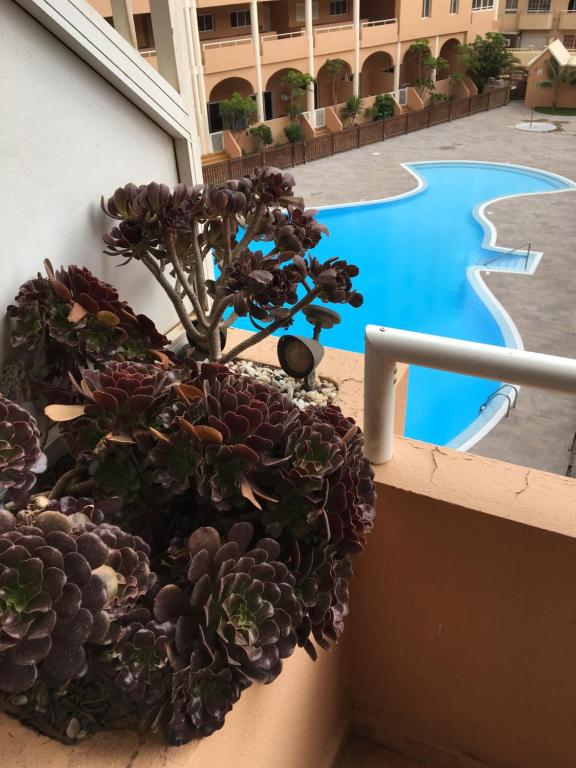 a potted plant on a balcony next to a swimming pool at Medano Beach - MARINEDA - Pool View - 2 in El Médano