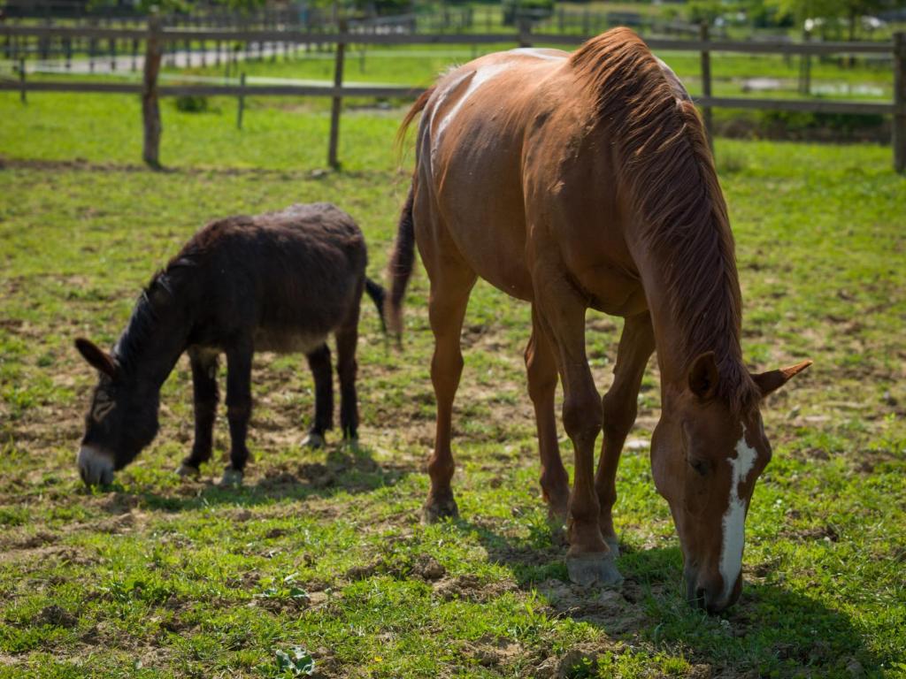 Altri animali domestici presso l'agriturismo o nei dintorni
