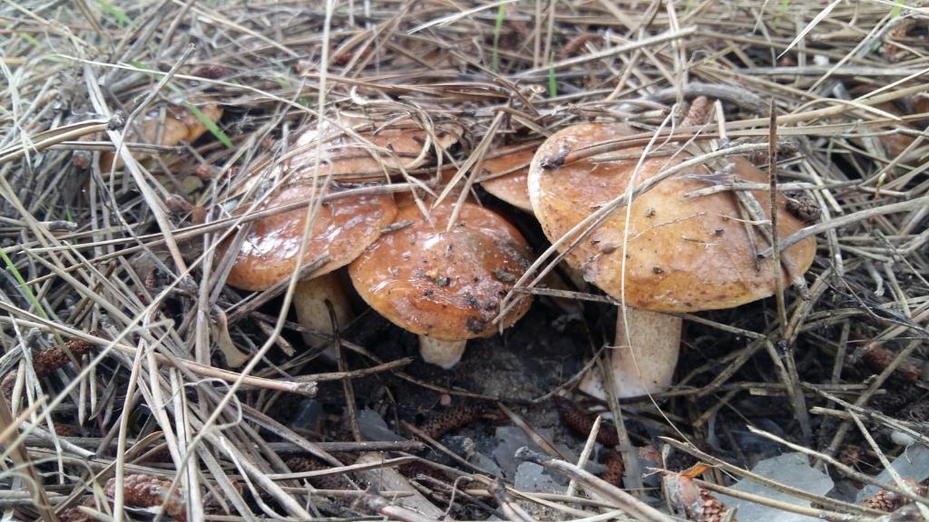 a group of mushrooms sitting on the ground at Villa Sosnovy Bor in Zatoka