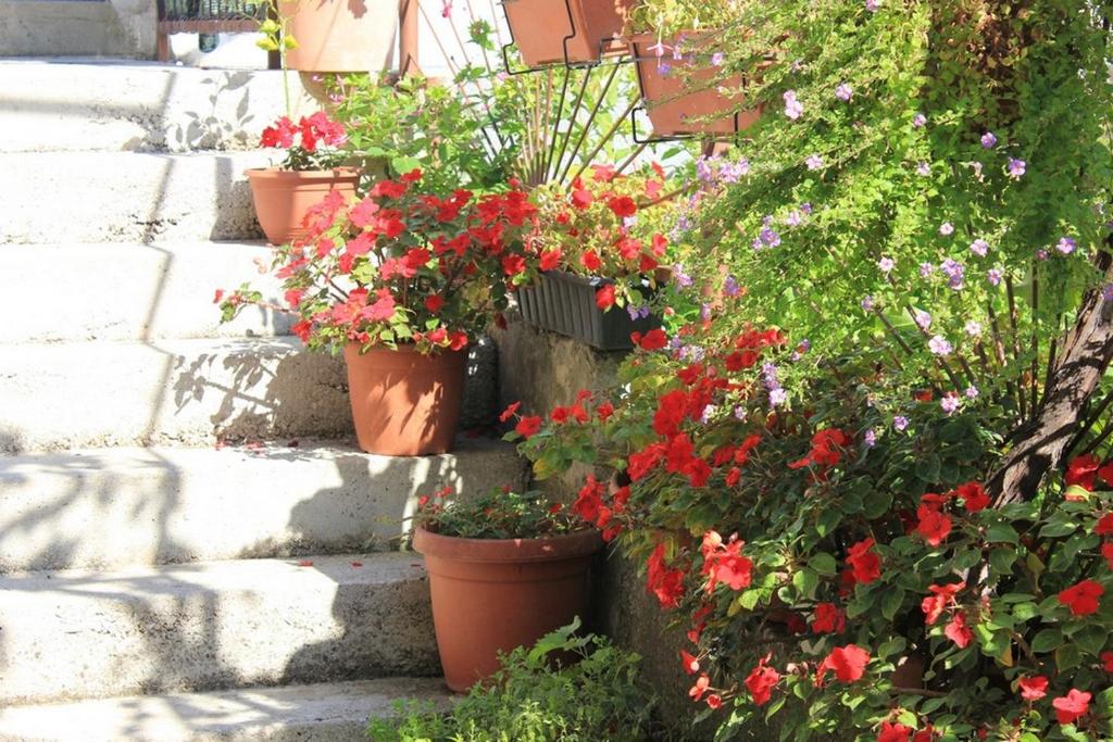 un gruppo di fiori in vaso sulle scale di Dems a Živogošće (Svogoschia)