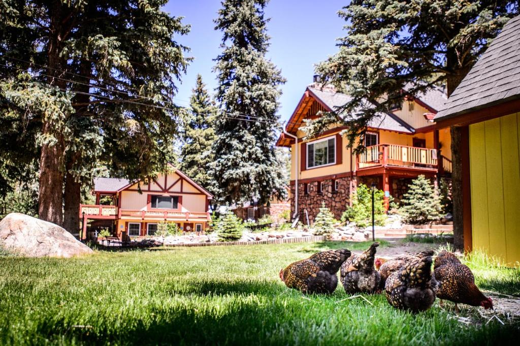 three turkeys laying in the grass in front of a house at Alpen Way Chalet Mountain Lodge in Evergreen