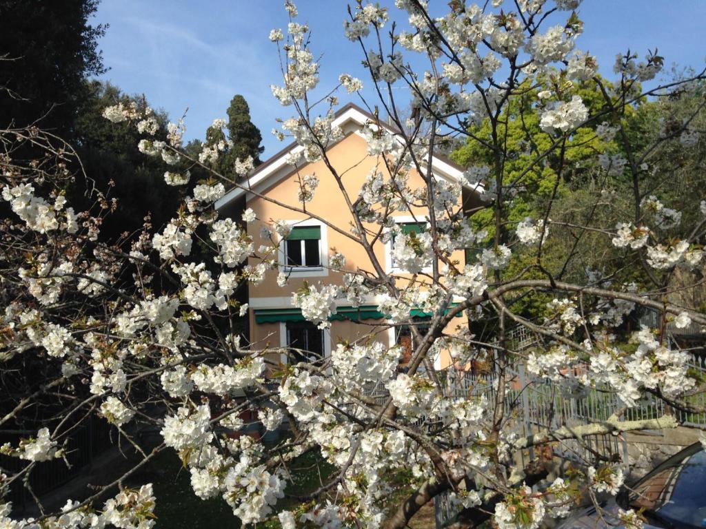 ジェノヴァにあるB&B La Rosa Segretaの白い花の木陰の家