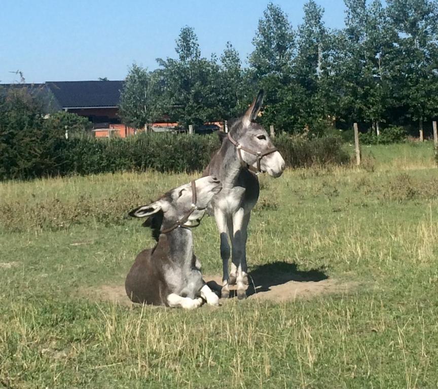 Zvieratá v penzióne alebo blízkom okolí