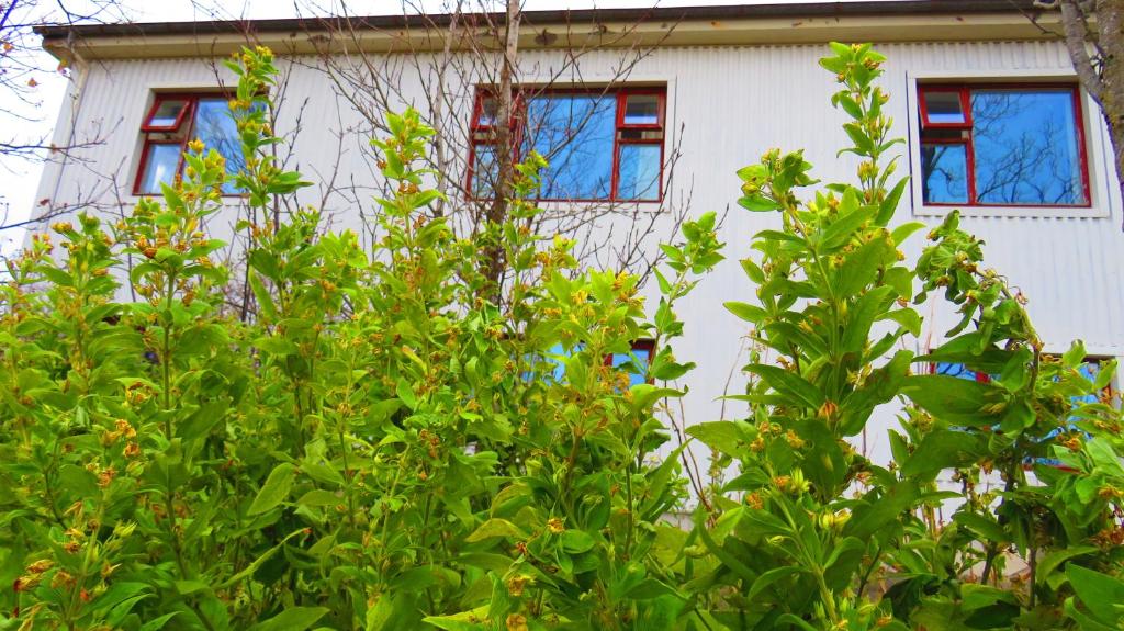 une maison blanche avec des fenêtres derrière un bush dans l'établissement Guesthouse Kálfafellsstadur, à Kálfafellsstaður