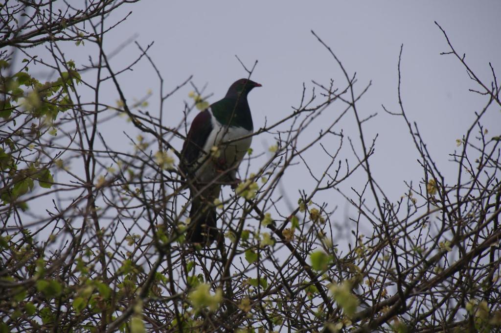 ein Vogel, der auf einem Ast des Baumes thront in der Unterkunft Serenity on Brunskill in Cambridge