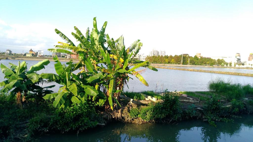 un petit arbre au milieu d'une rivière dans l'établissement Breadtree Homestay, à Wujie