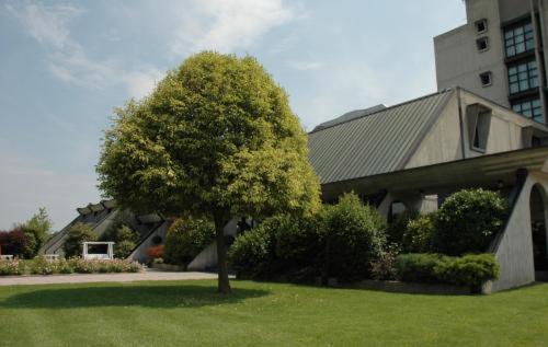 a house with a tree in front of a building at Hotel Cavallino in Faenza