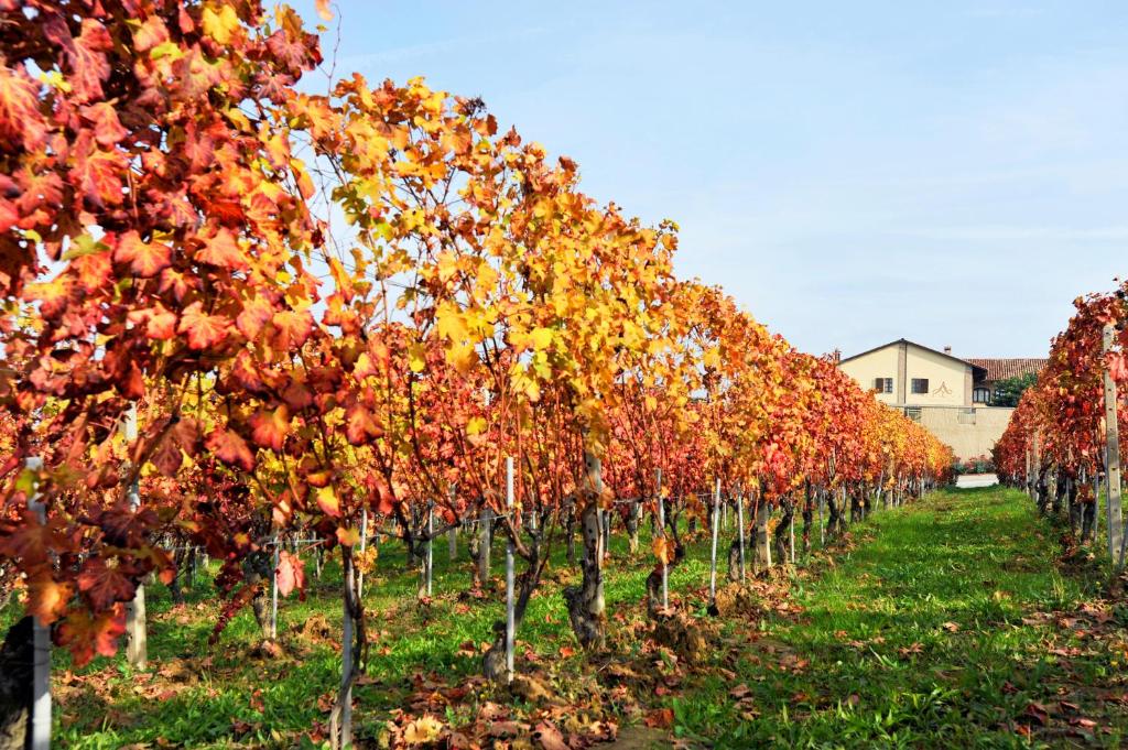 Zahrada ubytování Amalia Cascina in Langa