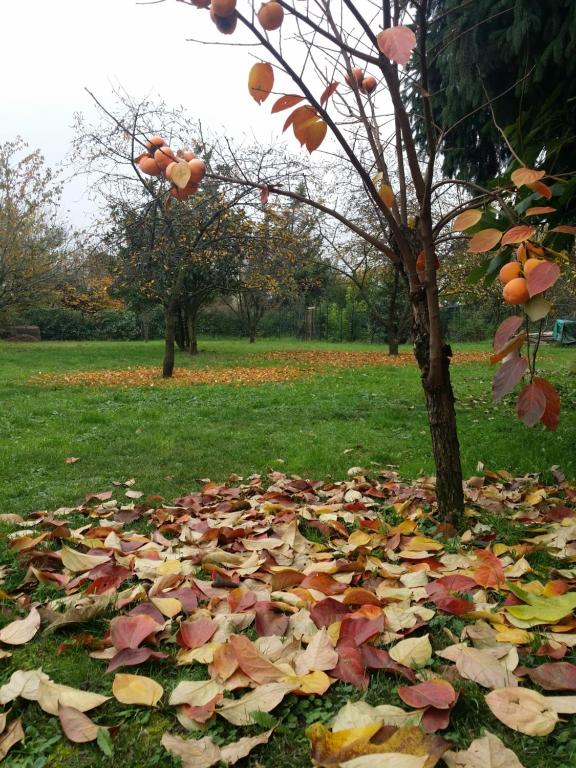Zahrada ubytování R&B Albero Cavo Parma