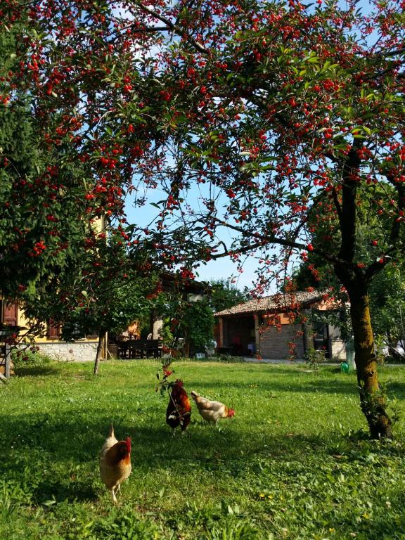 Zahrada ubytování R&B Albero Cavo Parma