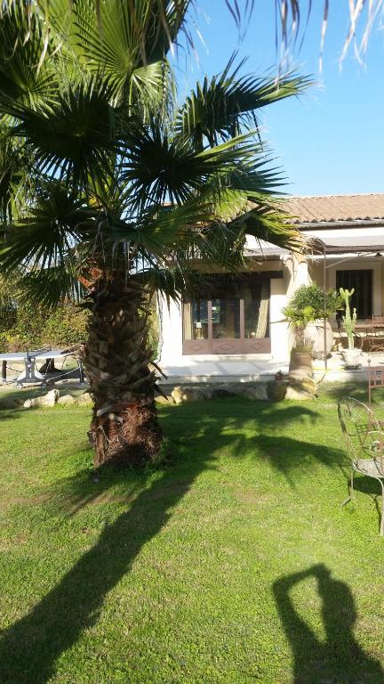 a palm tree in the yard of a house at Provence in Carpentras