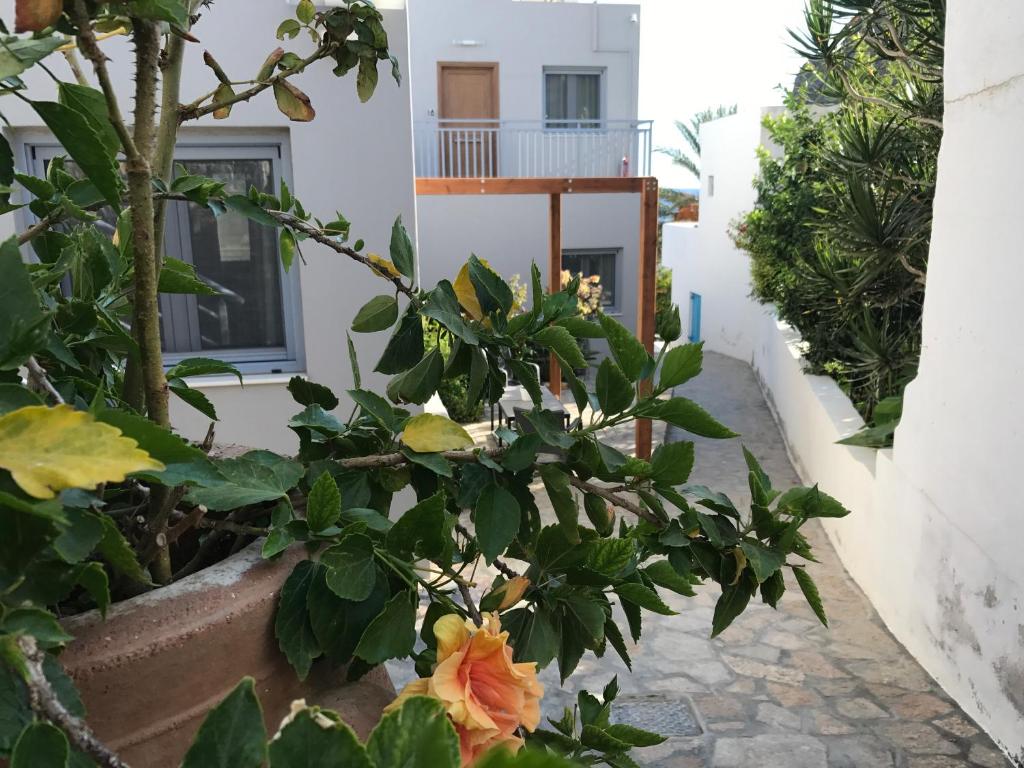 Zahrada ubytování Athina Residence