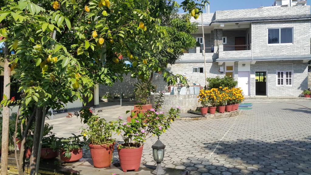 ポカラにあるホテル ビシュラムの鉢植えの集団