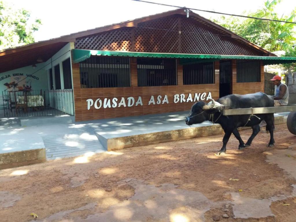 une vache marchant devant un bâtiment dans l'établissement Pousada Asa Branca, à Soure