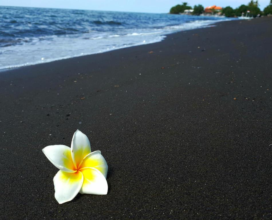 a white and yellow flower on a black beach at Gede Homestay in Lovina