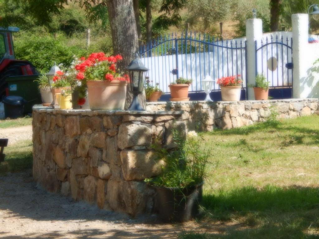 eine steinerne Wand mit Topfpflanzen darauf in der Unterkunft Ernella in Aléria