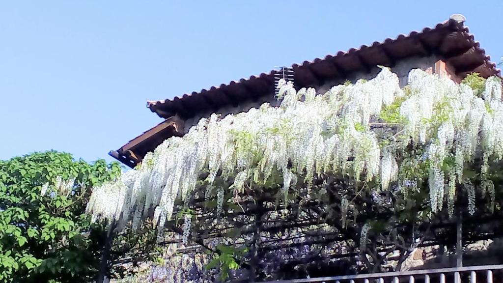 une clôture couverte de fleurs blanches sur une maison dans l'établissement Las Glicinias del Jerte, à Casas del Castañar
