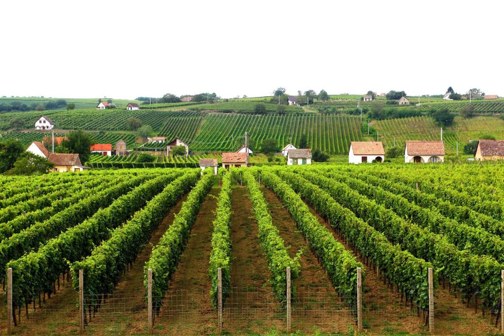 uma quinta com um campo de vinhas e casas em Vojtek Pince Vendégház em Villány