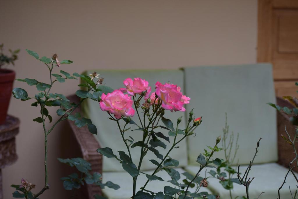 Zahrada ubytování Hostal Qorichaska