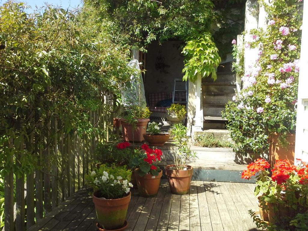 a group of potted plants on a patio at B and B on Hay Street by the Sea in Wellington